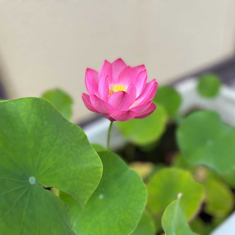 睡蓮
