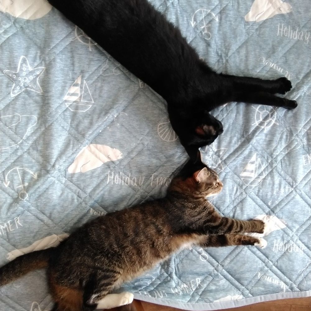 ねこふきんや