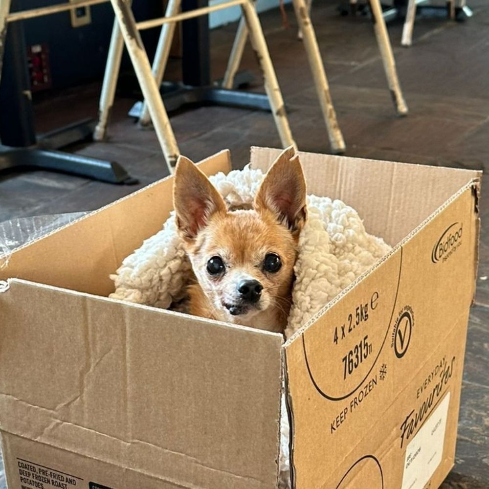 Pepita