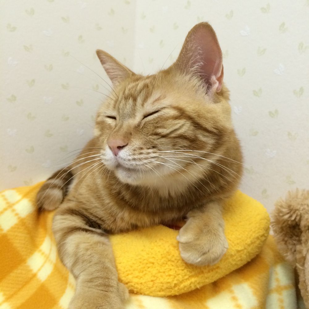 にごう