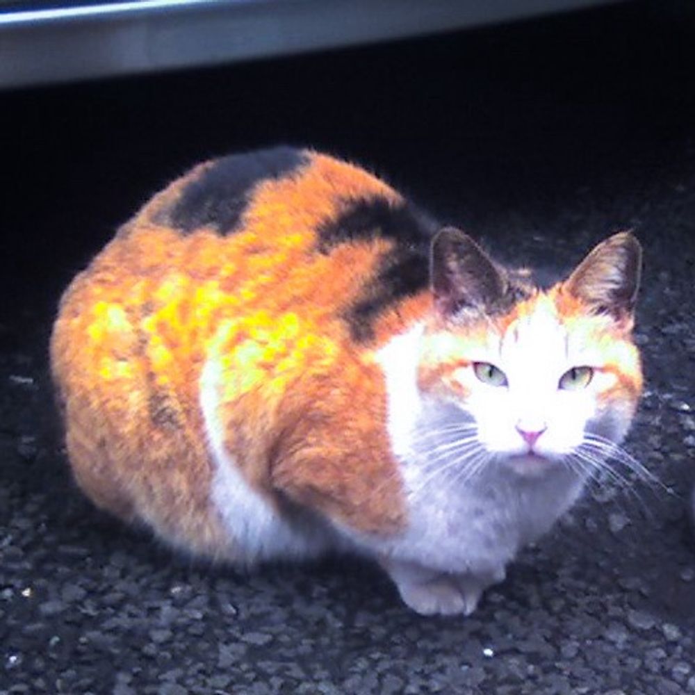 のらねこ