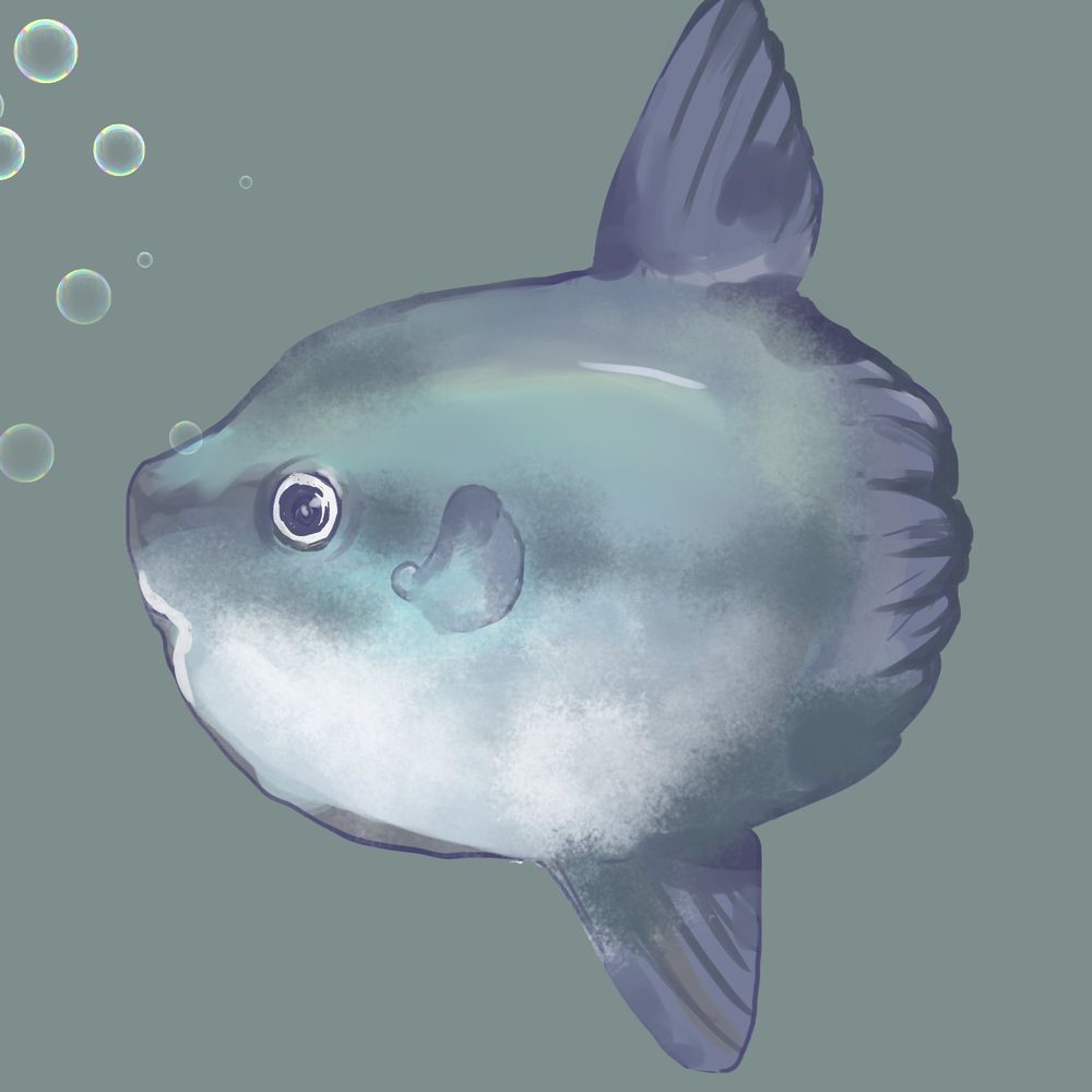 即死マンボウ