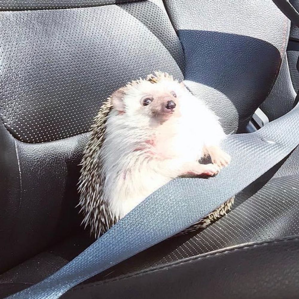 i like this picture of a hedgehog