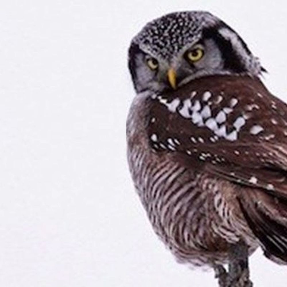 Adur Birder