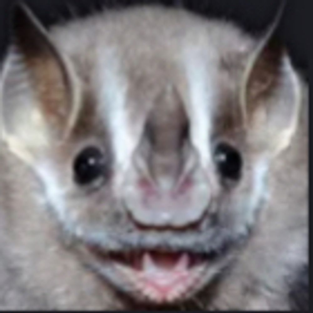 bat5