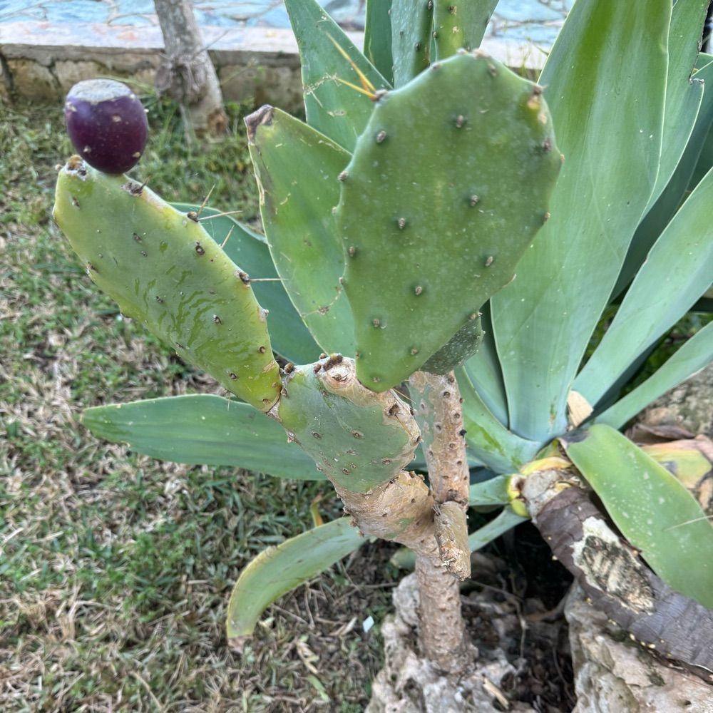 Ficus Indica