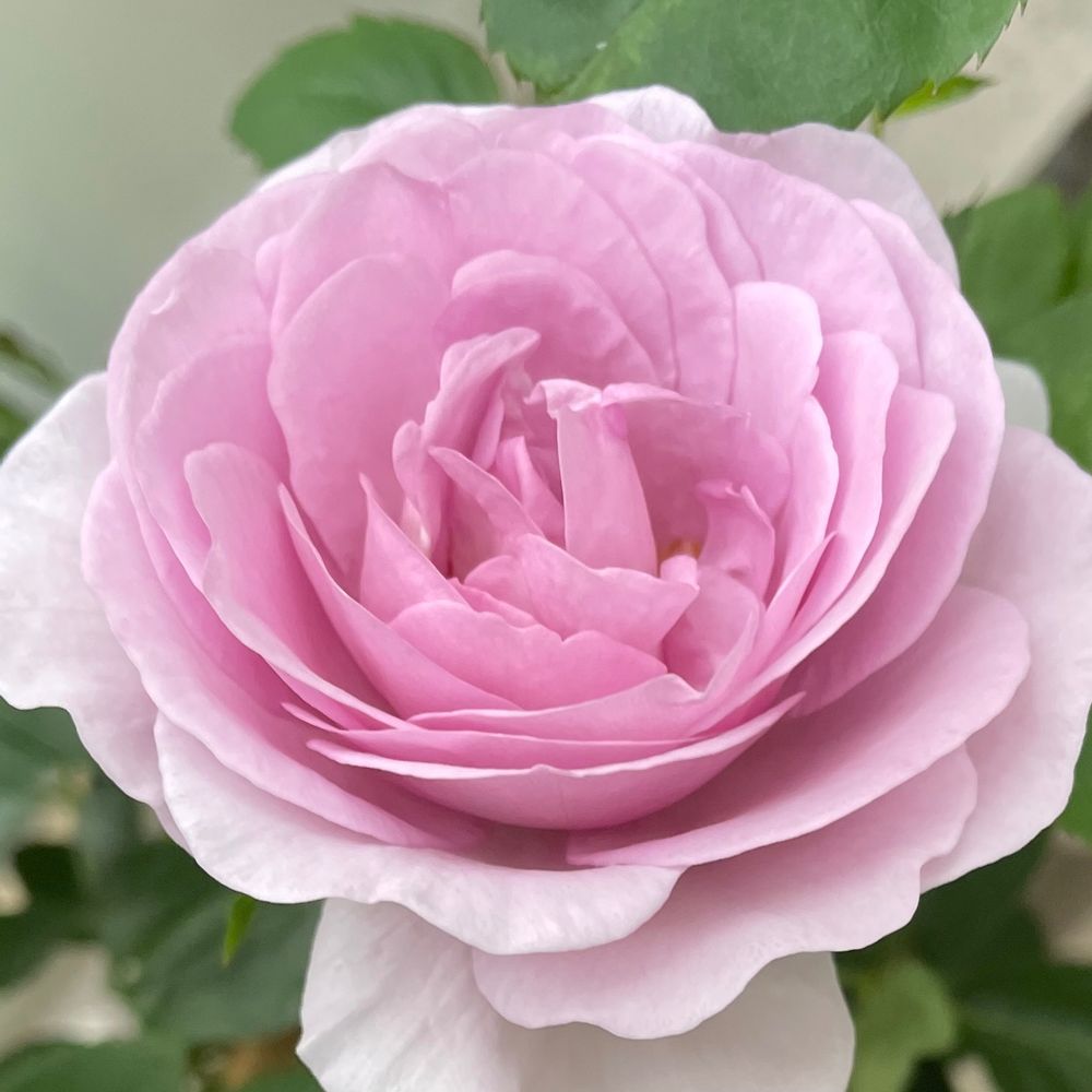 はな🌸