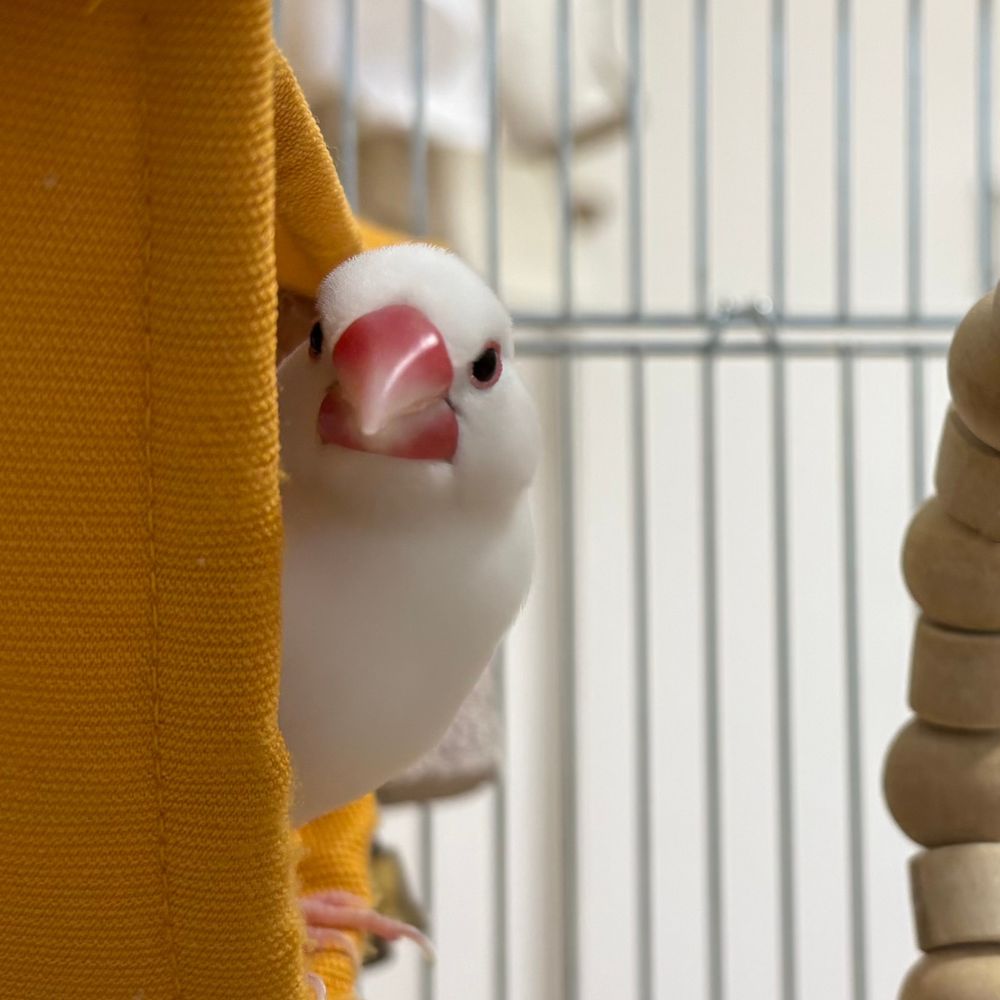 シロイ＋