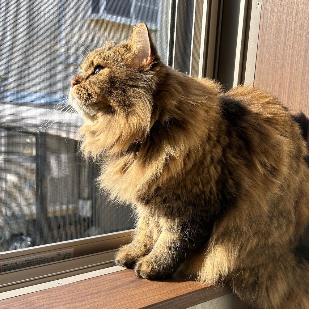 ぽっぽ🦋