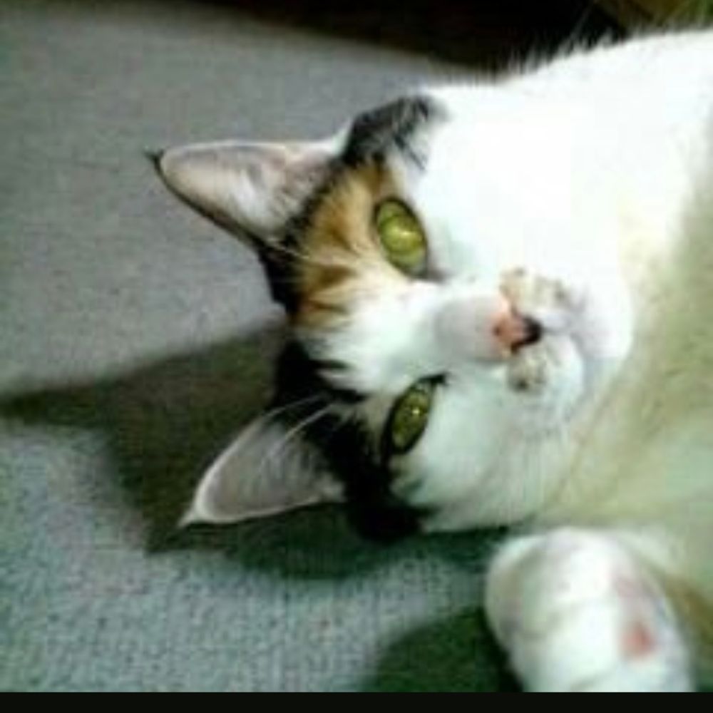 やと
