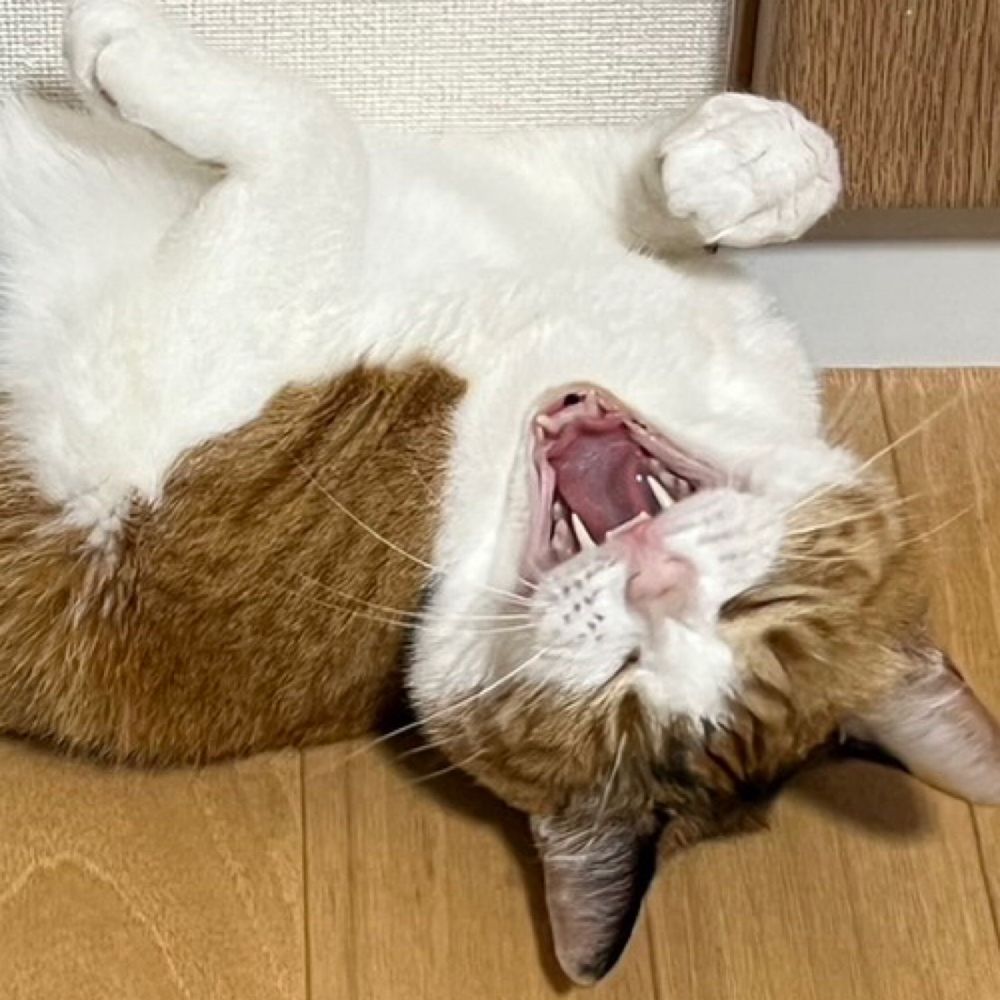 sushimaru