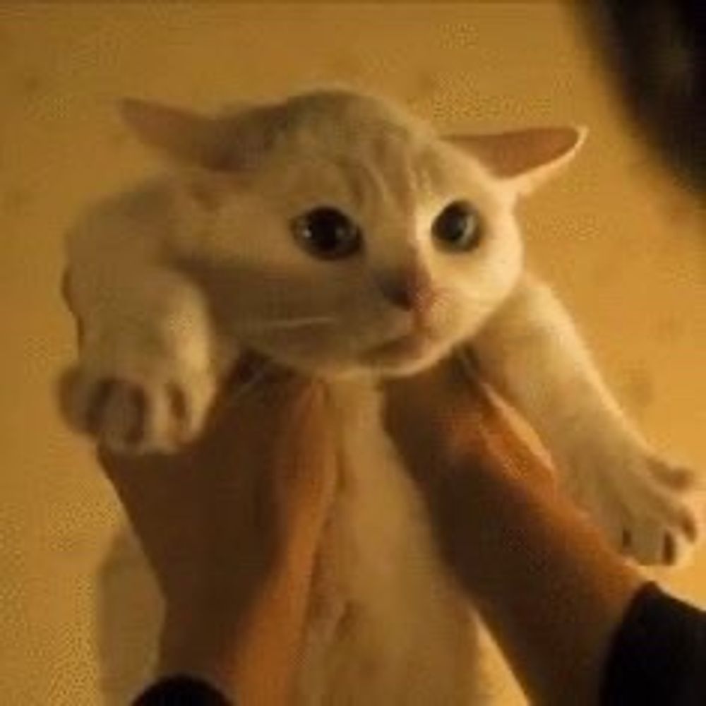 負け猫01