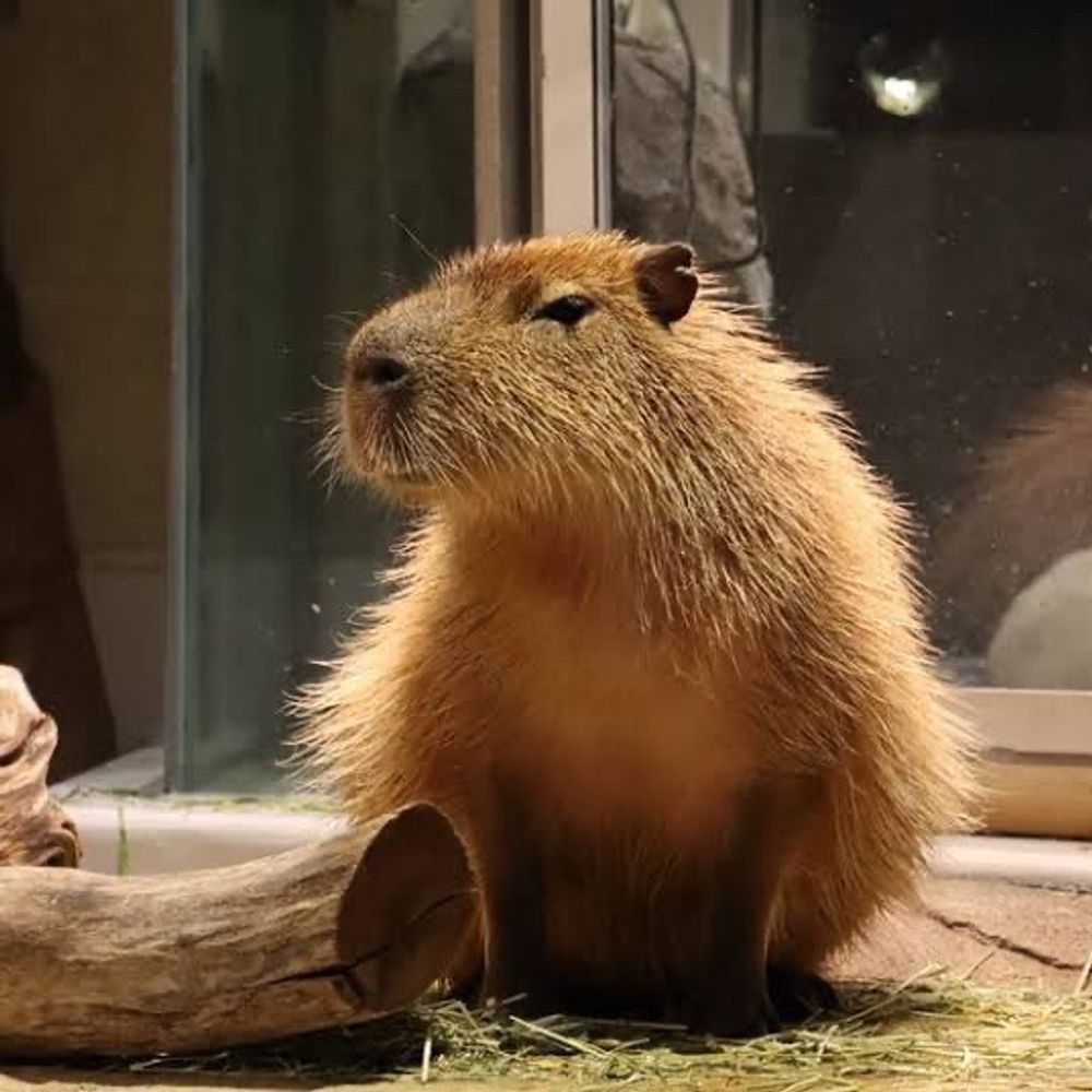 カピバラワールド