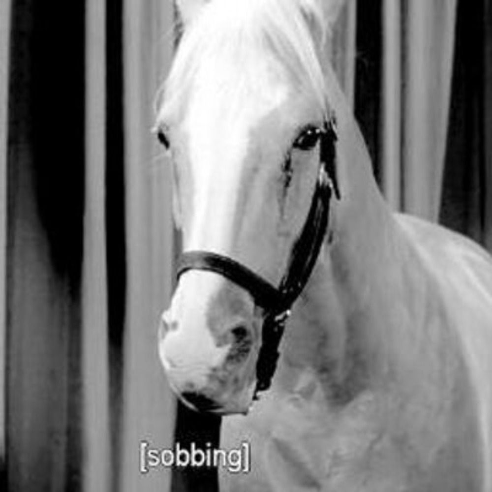 An Ornery Horse