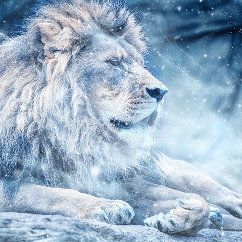 Eterno Inconformado (aka Snow Lion)