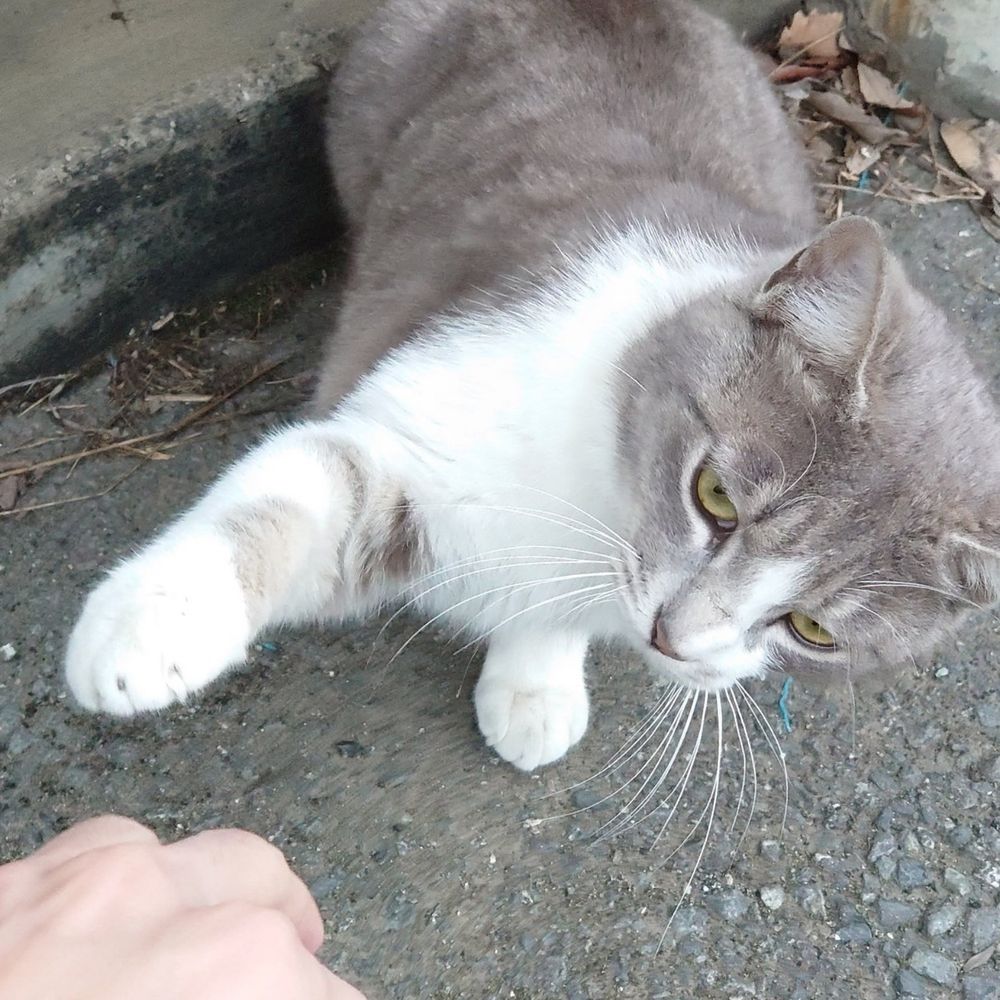 めしょ