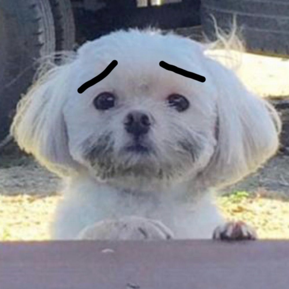 둥이