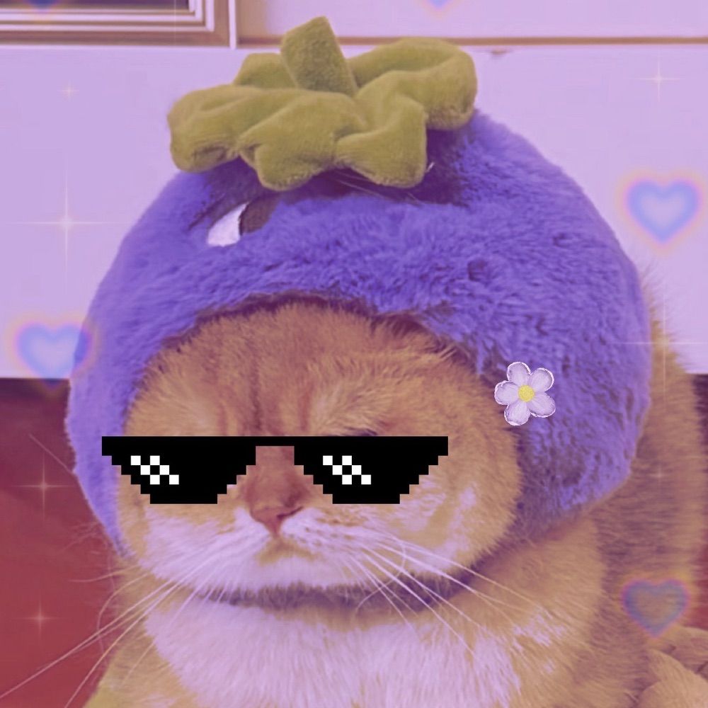 จุ้ด /ᐠ - ˕ -マ