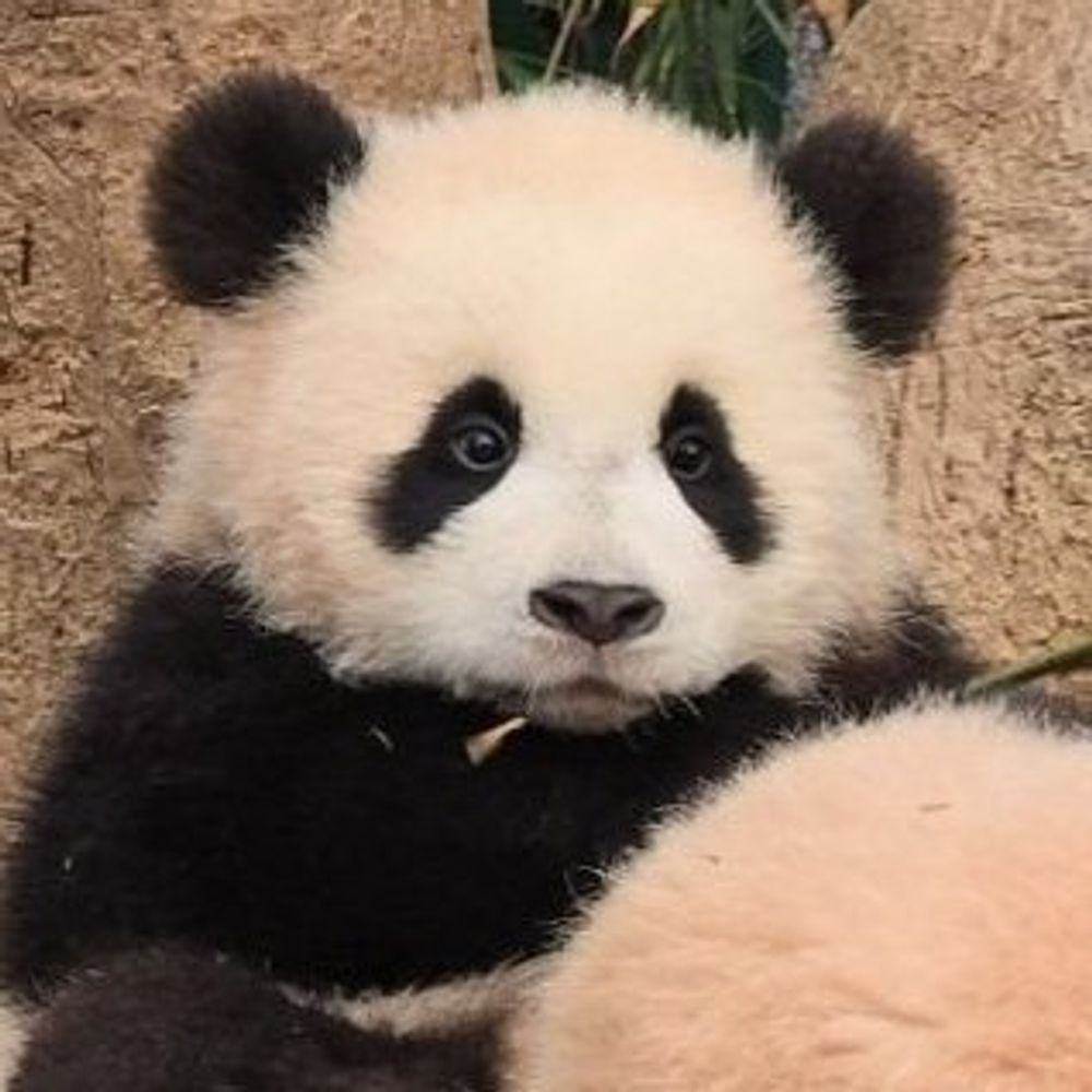 Phazzee 🐼🚀 | 中国航天 🇨🇳 | 🇵🇸🏳️‍⚧️🏳️‍🌈