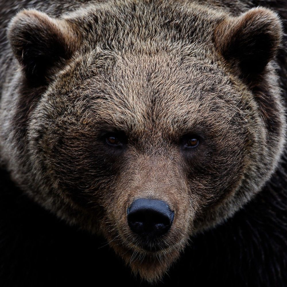 🐻