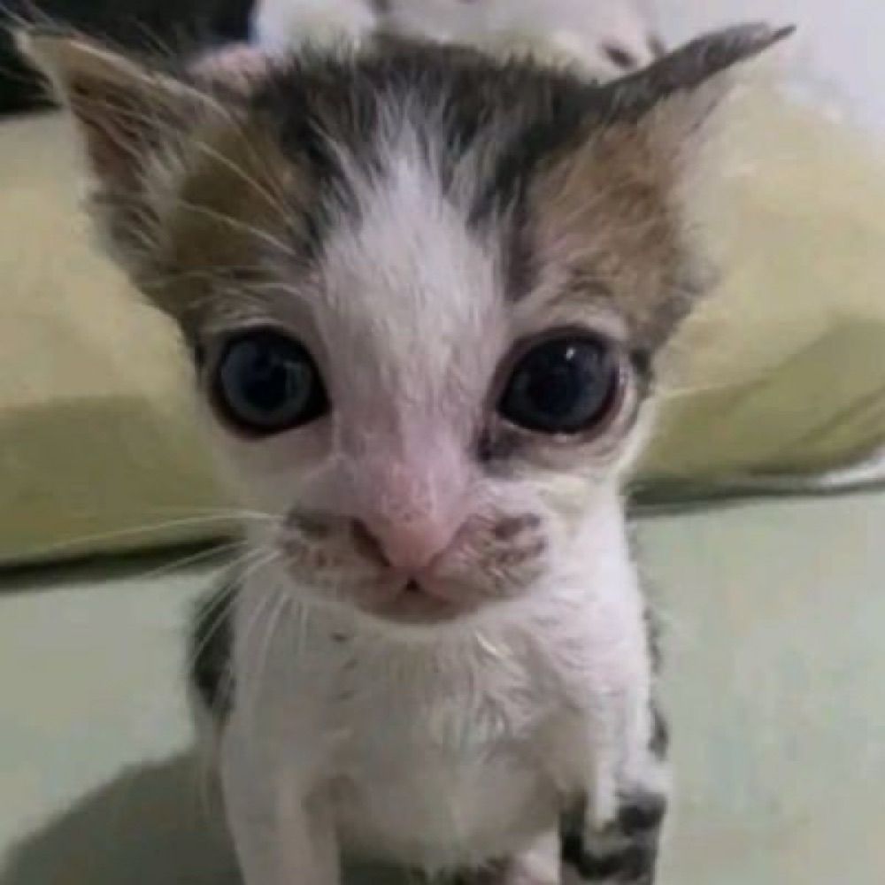 mimiyasmimm