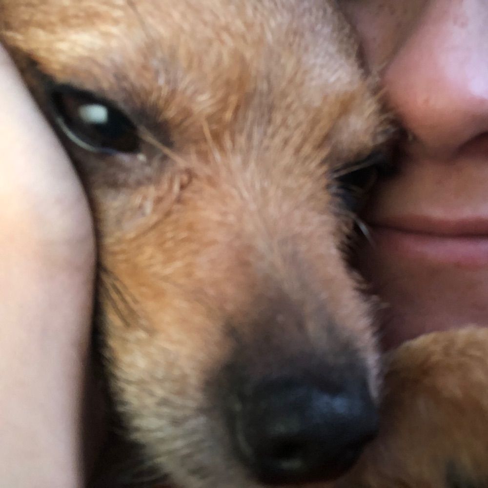 Doccadog 