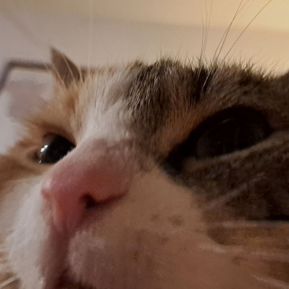 Möhre