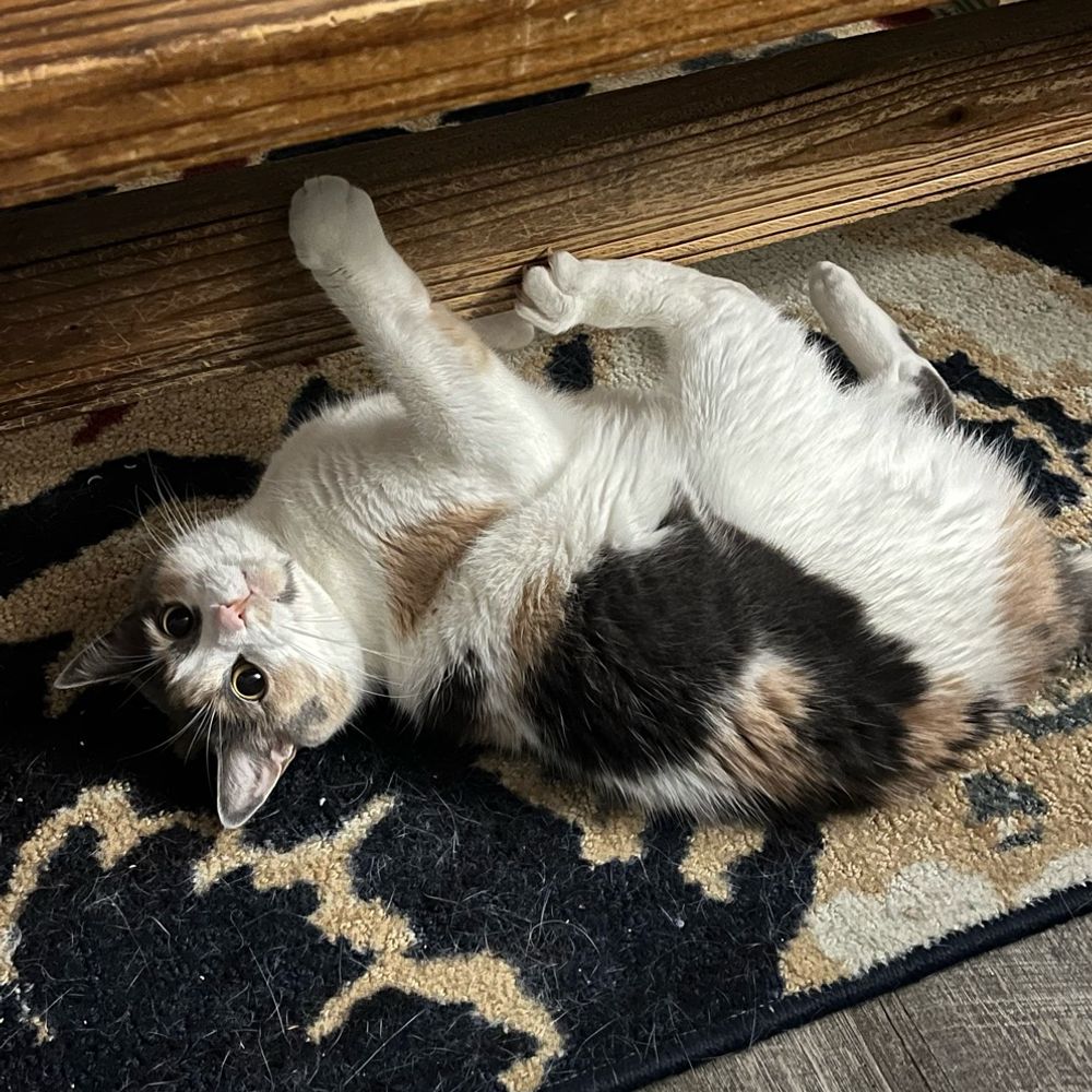 Aud