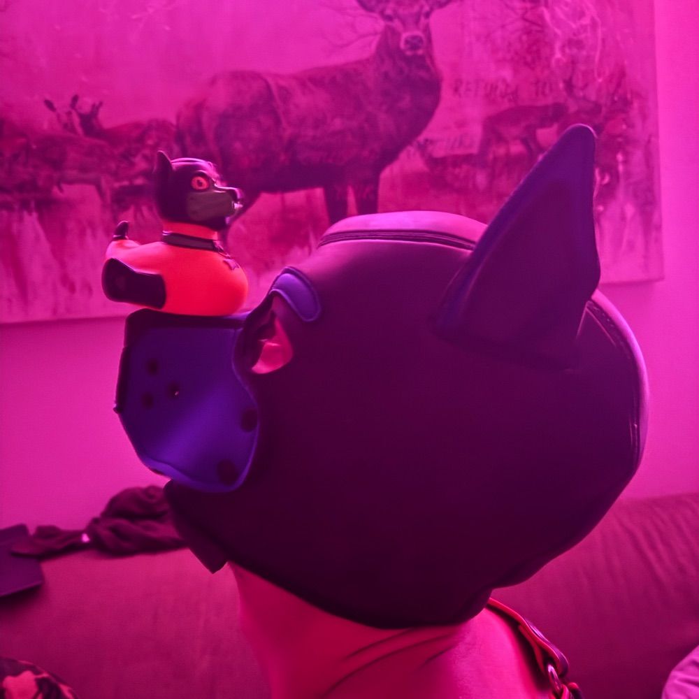 puppy_rocky_24