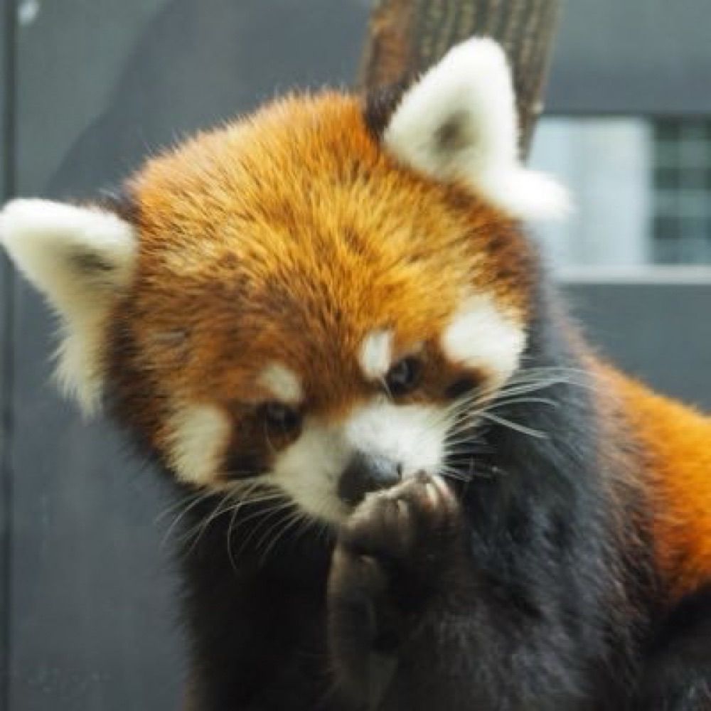 明星
