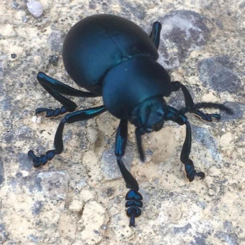 Beetle BLAST
