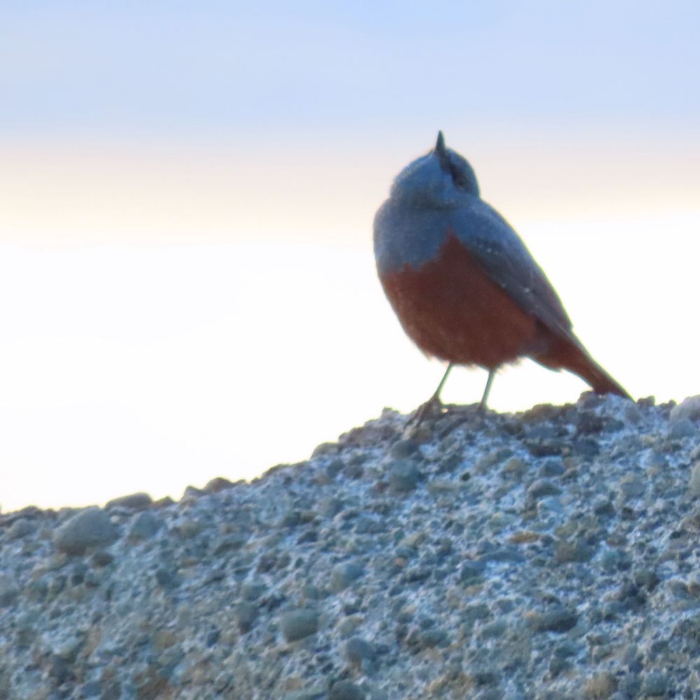 鳥羽