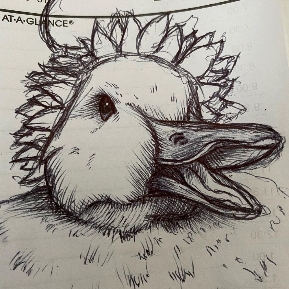 FriedFeesh