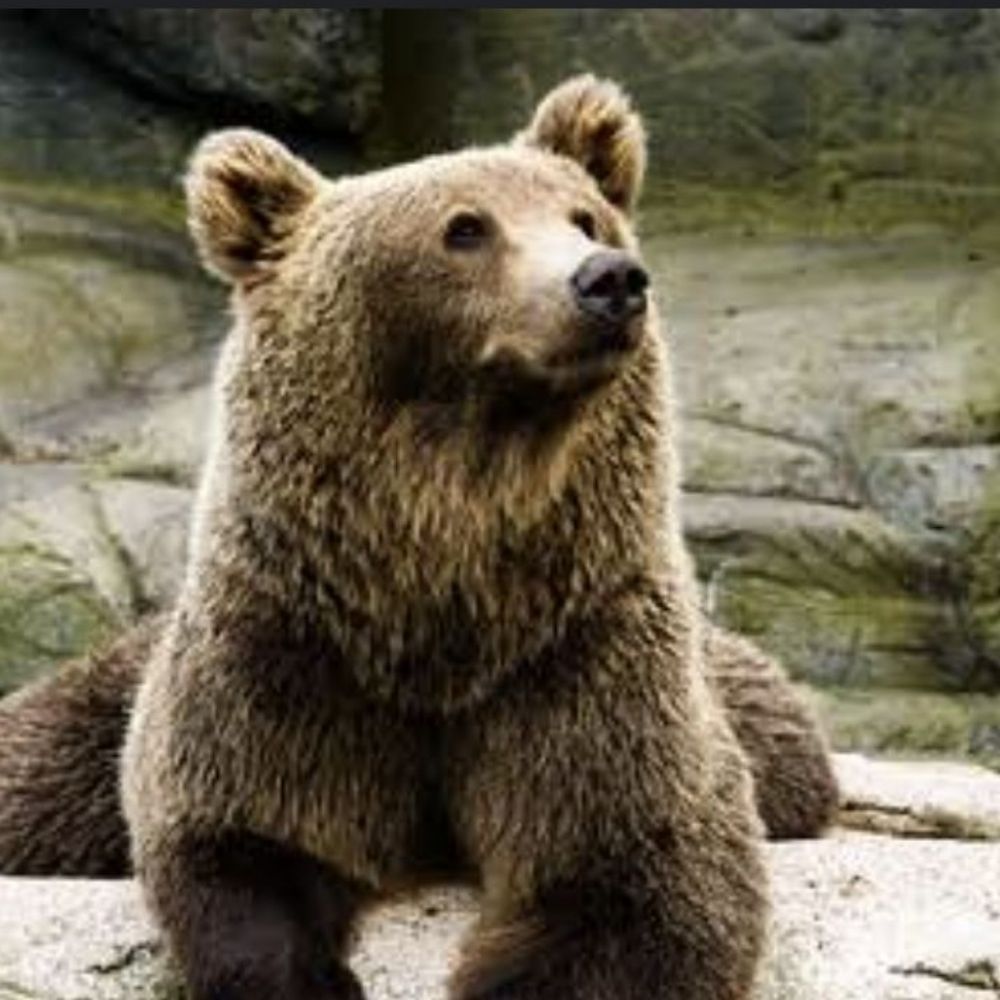 Kuma