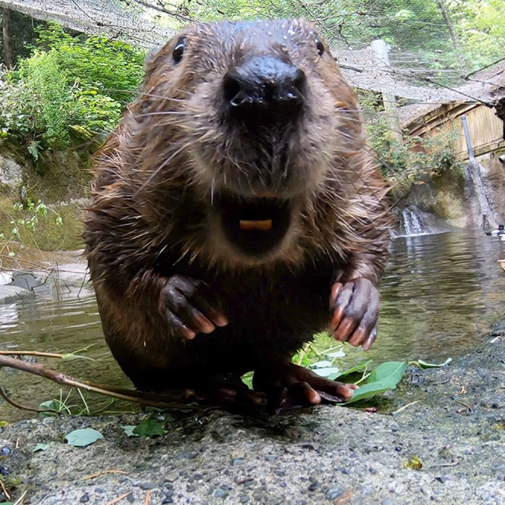 Oregon Zoo's avatar