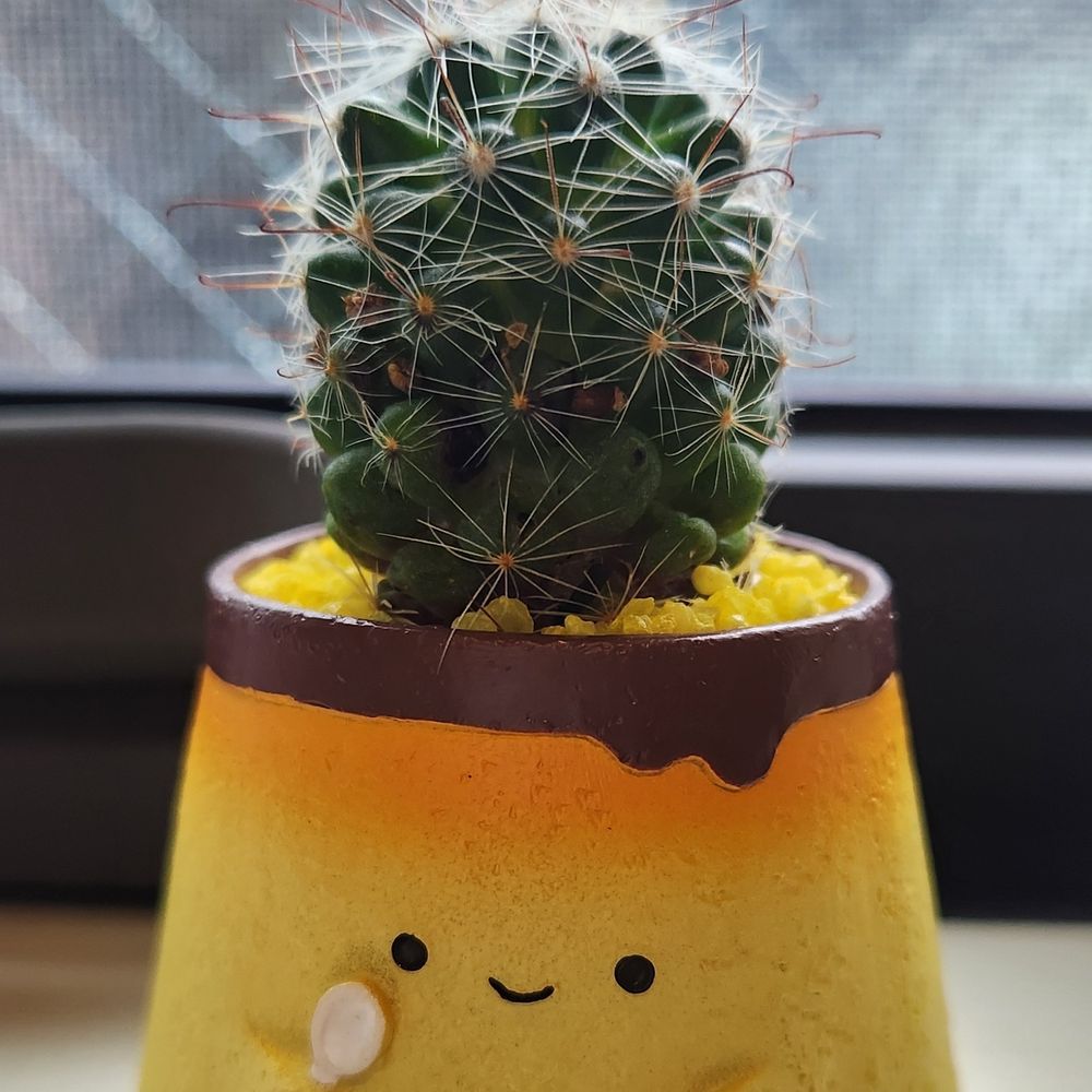 なゆき