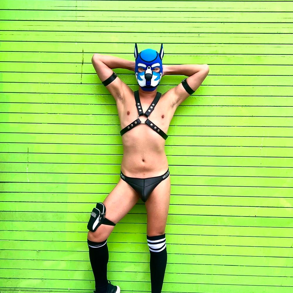 Pup Prada 🔜 Chicago 8/22-8/25