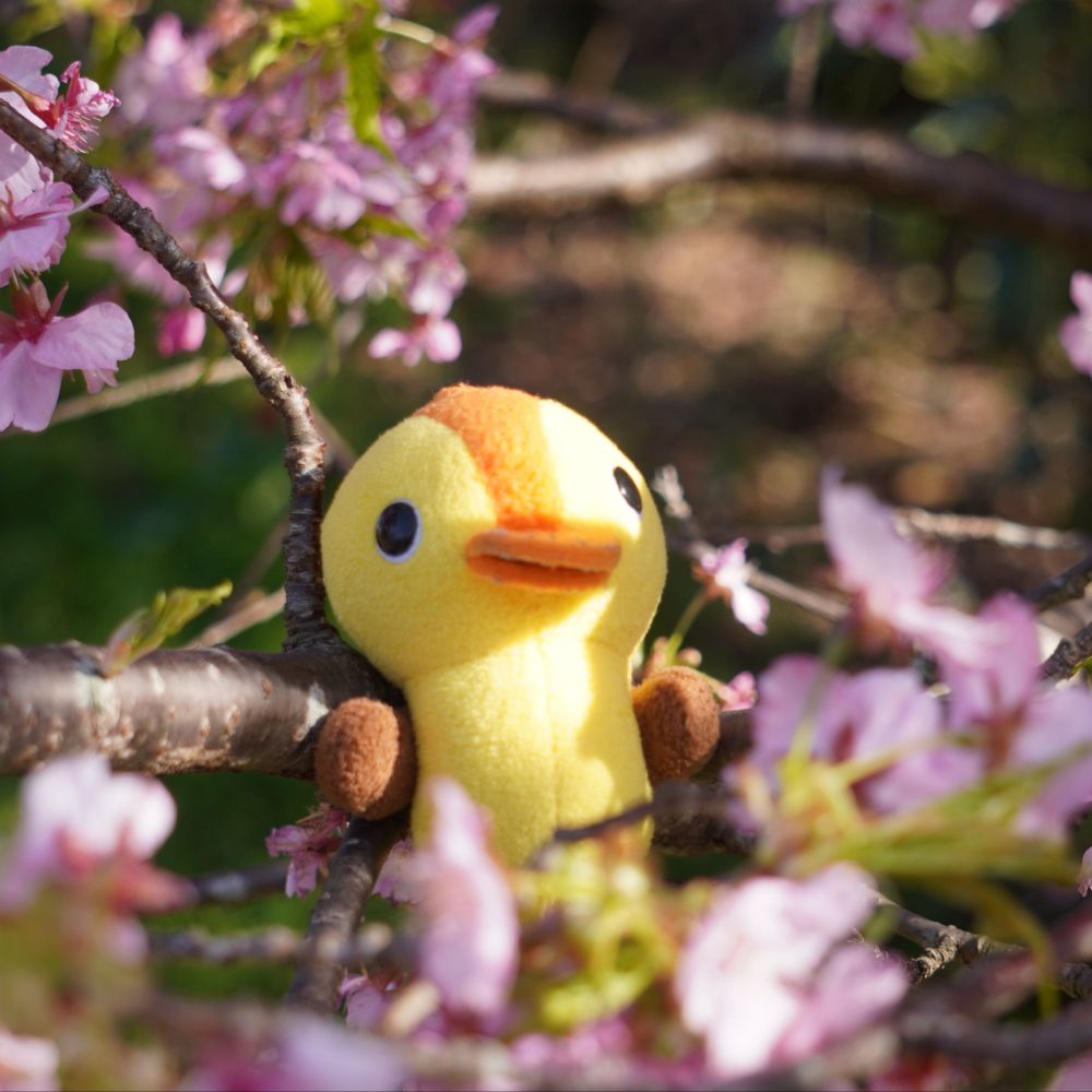 ふせごげ