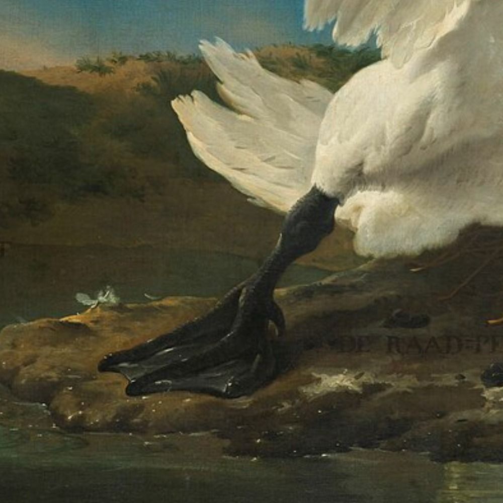 duck που τρέχει