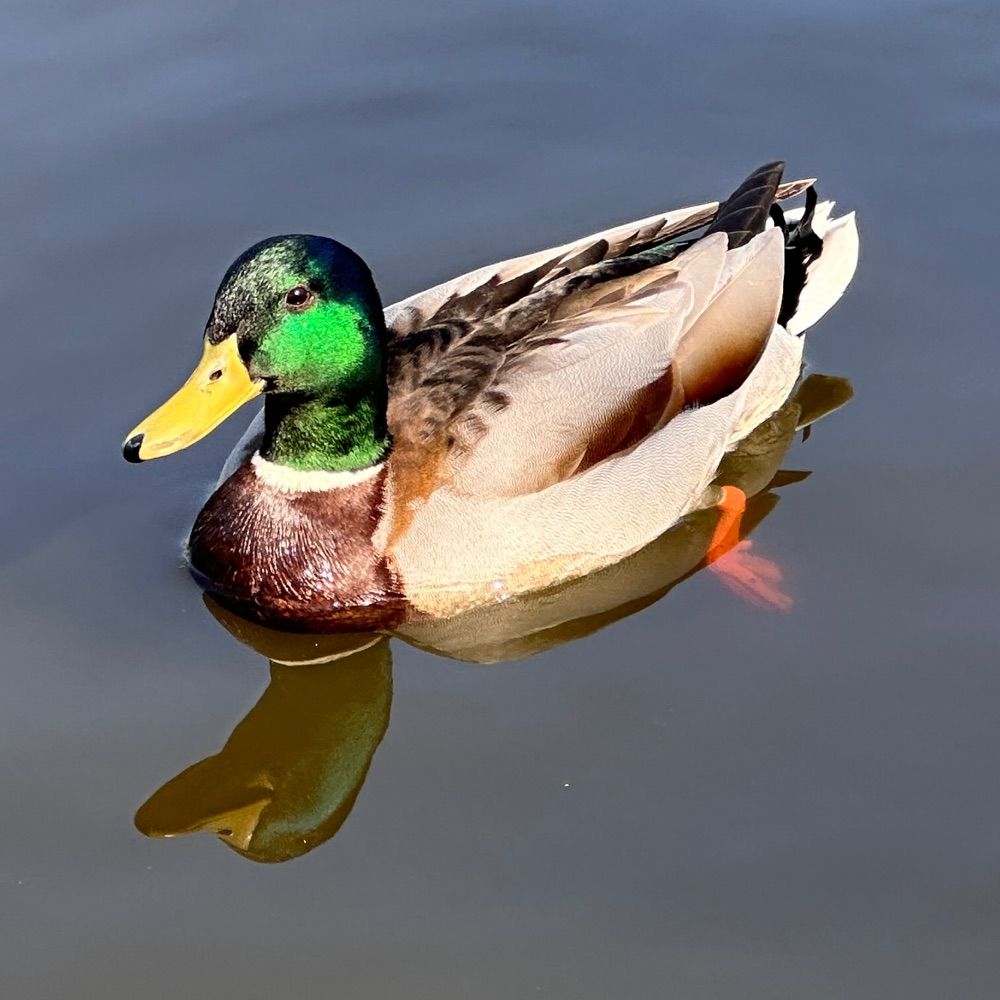 sarah 🪿🦆