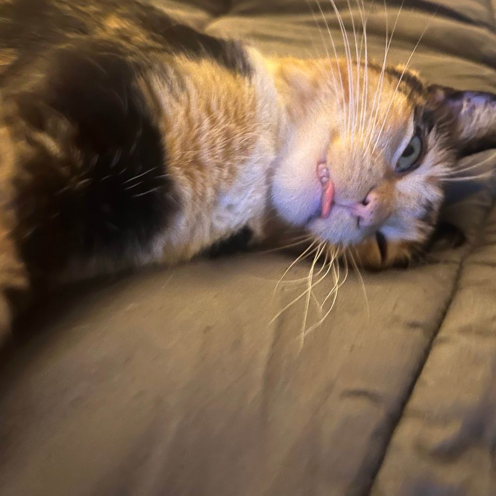 Crystal Supercat Sevigny