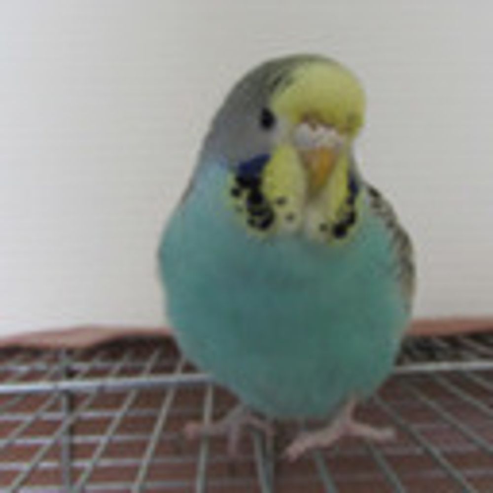 IMelopsittacus