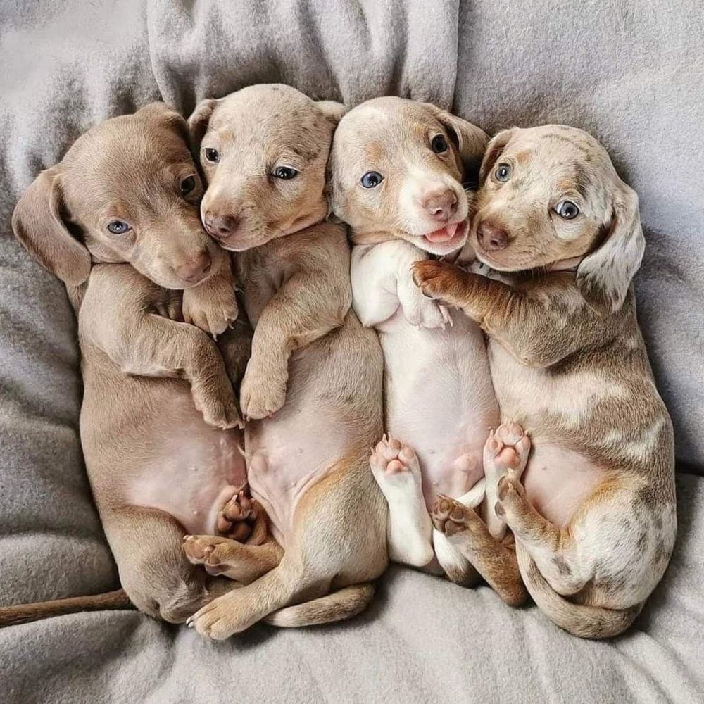 James pets sellers, I sell many types of pets you can dm ASAP
