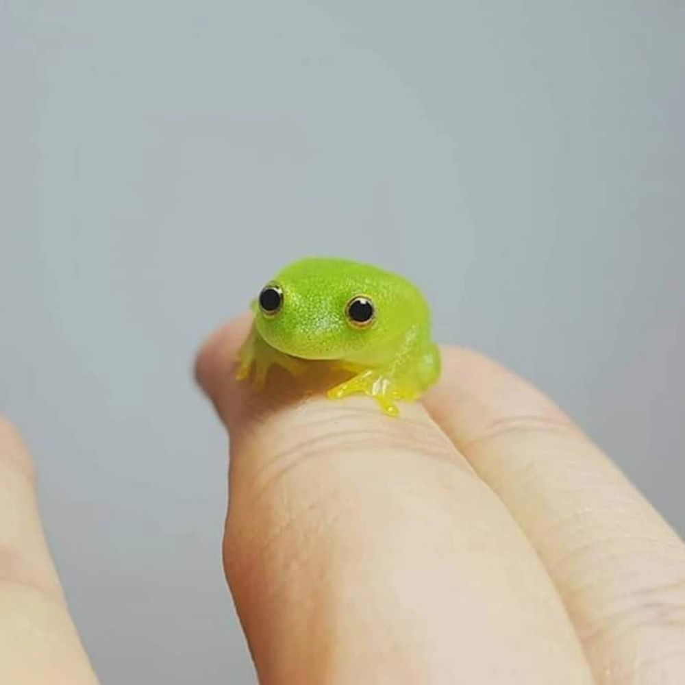 Gulug Gulug