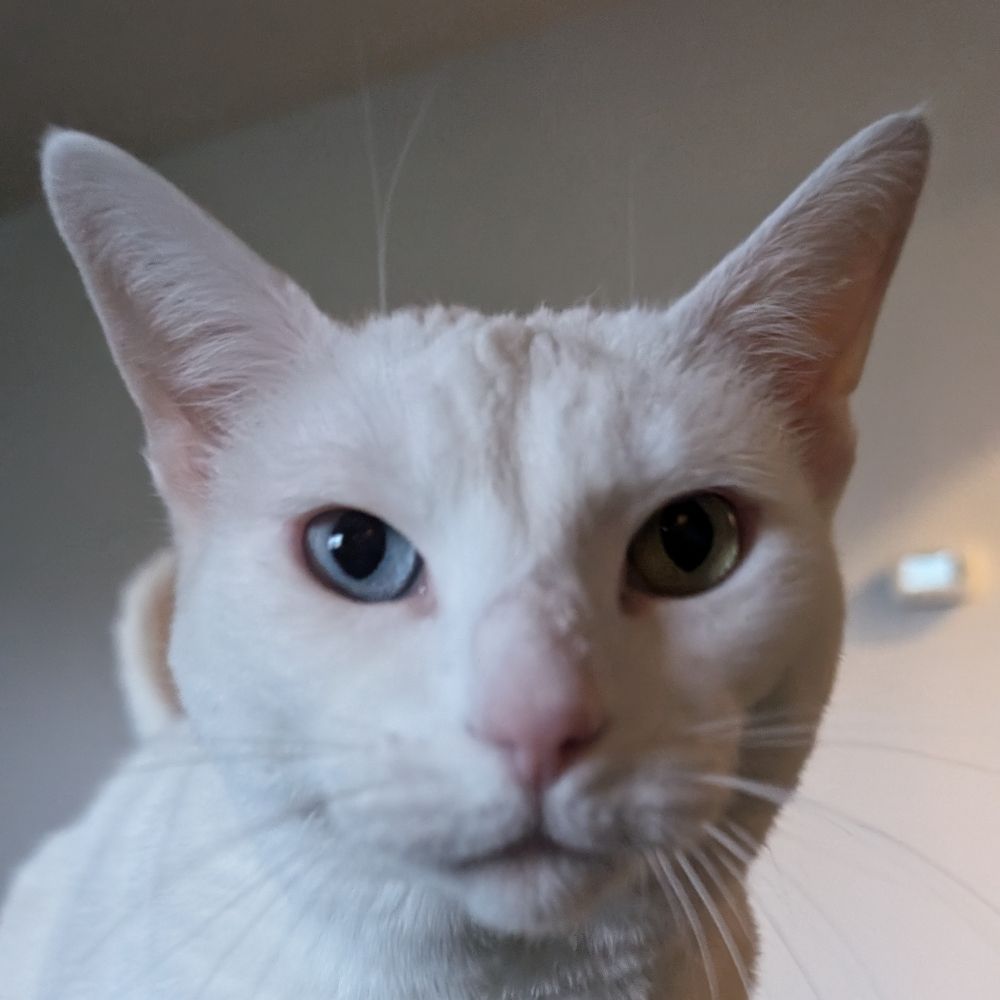 bean