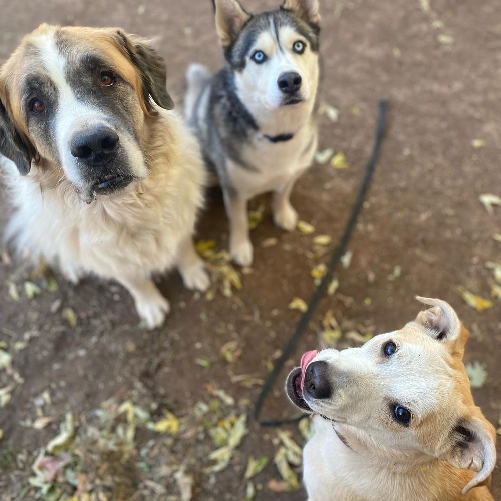 buck.and.onyx.and.luz