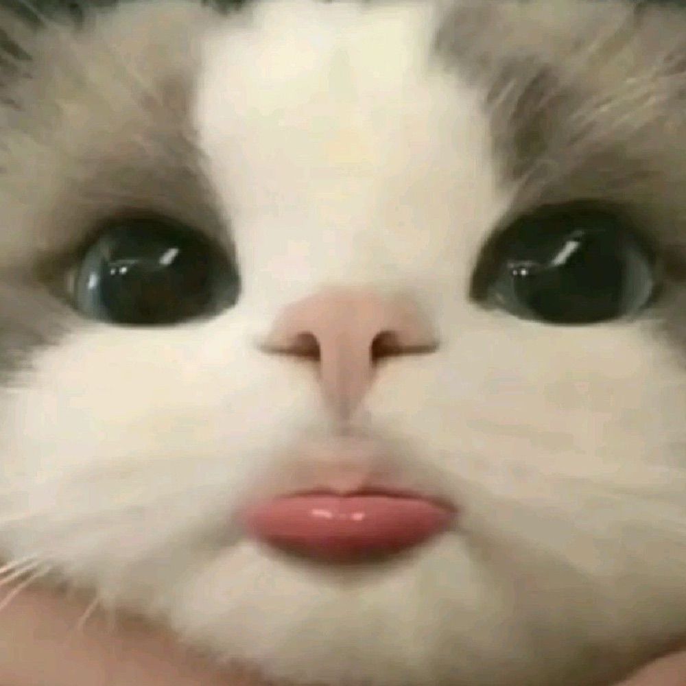 sunsalthecatlover🐾