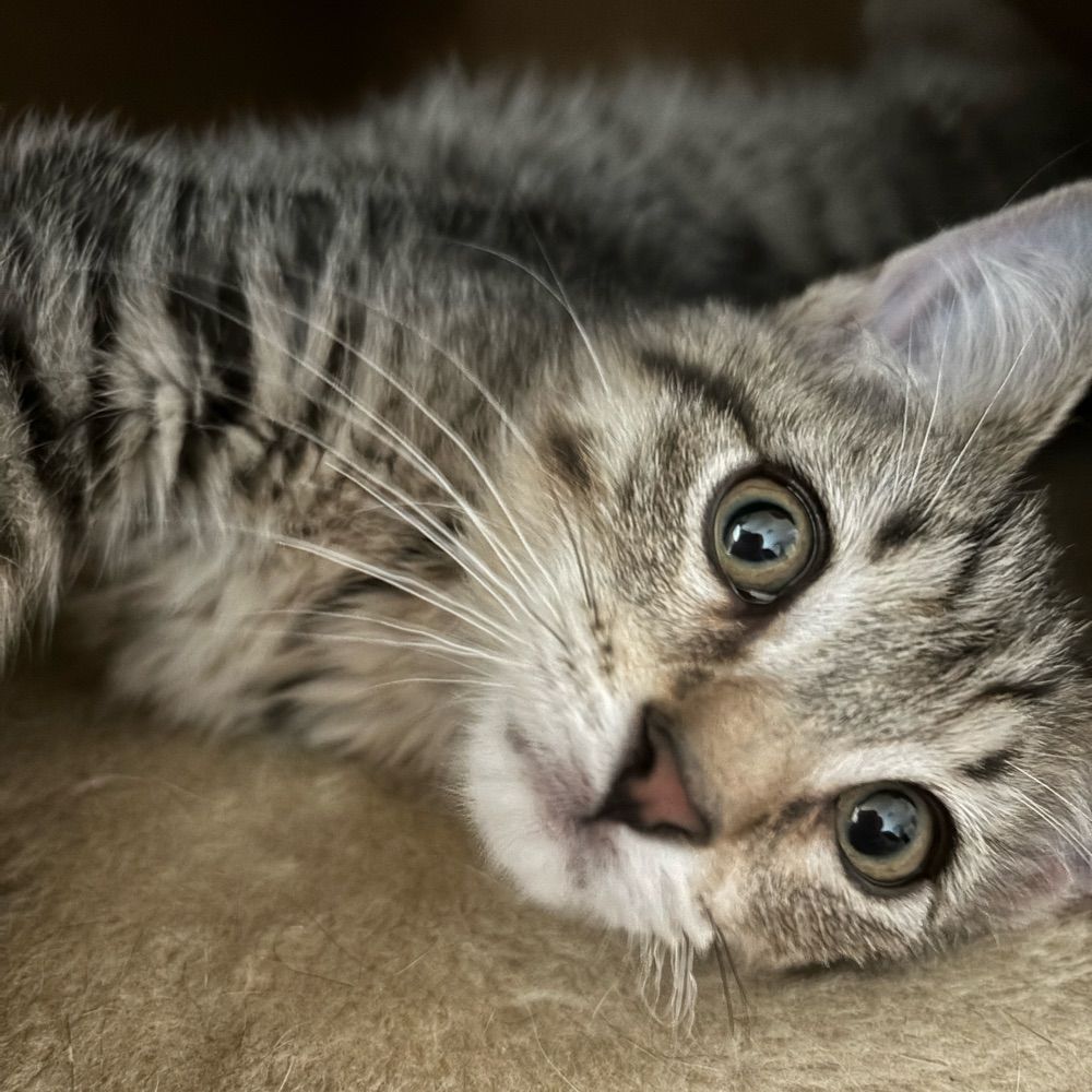 lippylady.bsky.social