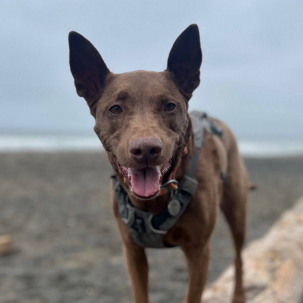 Leia the Mutt