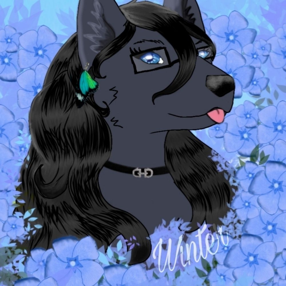 Winter WolfFox